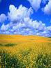 Kornfeld