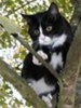 Katze-Baum