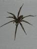 Spinne