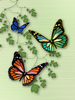 MyButterfly by web750eb