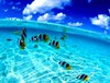 Meer