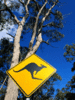 Kangaroo