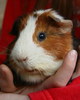 Meerschweinchen2