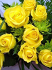 Yellow Roses