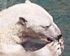 Polarbear