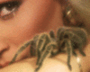Spinne