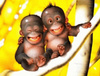 Affenbabys