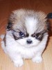 Killerdog