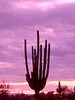 Desert3