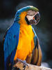 Parrot