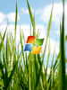 Windows Grass