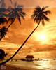 Palms