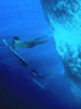 Surfin