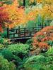 Bridge in the Woods