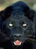 Panther