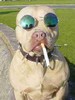 Ganxtadog