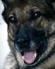 Schaeferhund