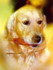 Hund-Golden-Retriever