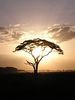Acacia