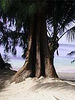 Beach Palm