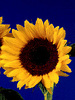 Sonnenblume
