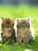 Cute Cats