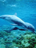 Dolphins