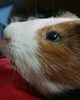 Meerschweinchen