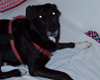 Black-Dog