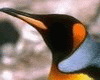 Pinguin