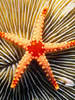 Starfish