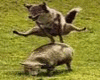 Wolf-auf-Schwein