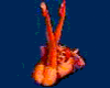 Splash-G