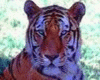 Tiger-2