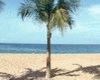Palm-Beach