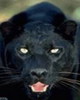 Panther