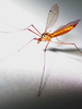 Mosquito