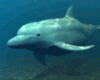 Delphin